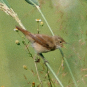 Long-billed Bush-Warbler